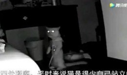 富江最新爆料新闻,揭秘娱乐圈惊人内幕